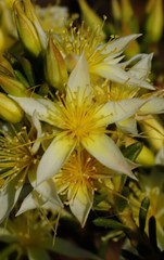 Calytrix depressa