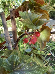 Begonia lucerna