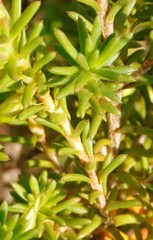 Calytrix depressa