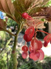 Begonia lucerna