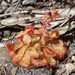 Drosera spatulata gympiensis - Photo (c) nhaass, algunos derechos reservados (CC BY-NC)