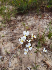 Stylidium ciliatum