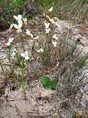 Stylidium ciliatum