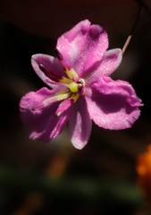 Arthropodium dyeri