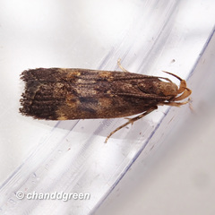 Pexicopia melitolicna