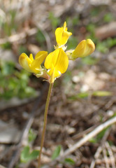 Listia bainesii