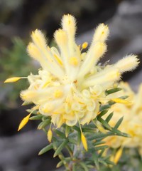 Petrophile scabriuscula