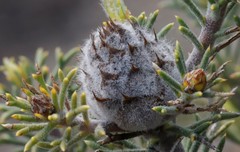 Petrophile scabriuscula