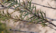 Petrophile scabriuscula