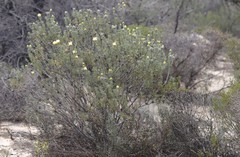Petrophile scabriuscula