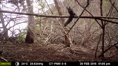 Sciurus stramineus