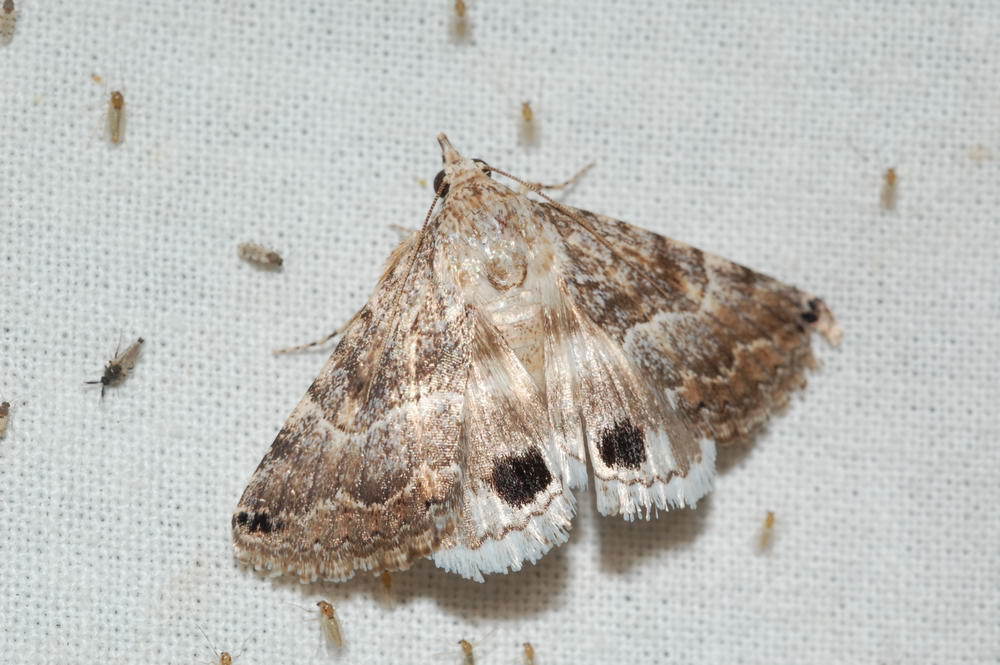 Anumeta spilota