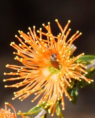 Melaleuca beaufortioides