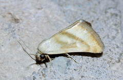 Aegle ochracea