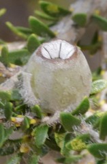 Melaleuca beaufortioides