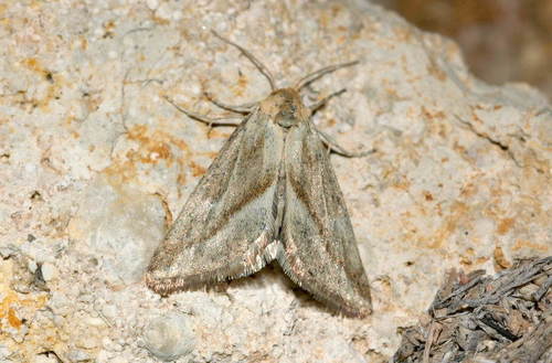 Aegle subflava