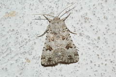 Anarta stigmosa