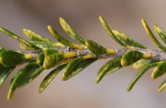 Melaleuca beaufortioides