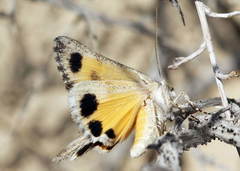 Anydrophila mirifica