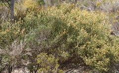 Melaleuca beaufortioides