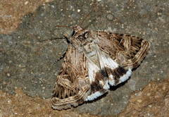 Armada panaceorum