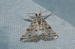 Atomorpha punctistrigaria