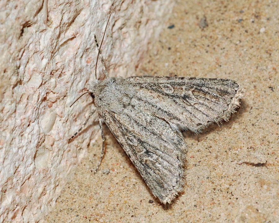 Boursinia malitiosa