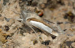 Cucullia argentina