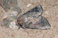 Mesoplus contrita