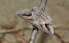Digrammia rippertaria
