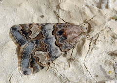 Drasteria christophi