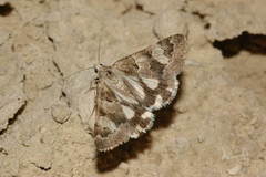 Drasteria christophi