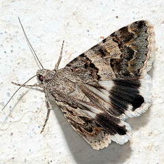 Drasteria flexuosa