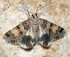 Drasteria saisani