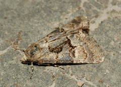 Drasteriodes kisilkumensis