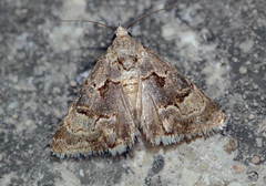 Drasteriodes kisilkumensis