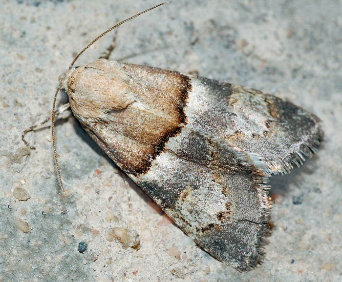 Drasteriodes limata