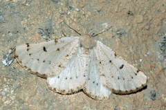 Dyscia malatyana