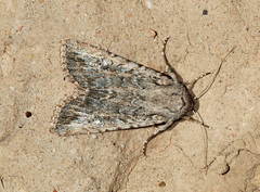 Eremohadena pugnax