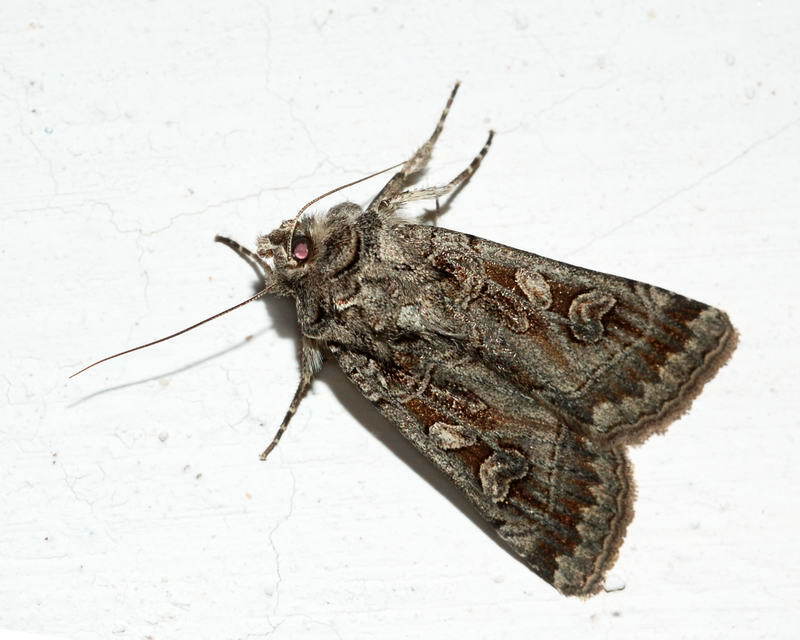 Eugnorisma atrabaelbops