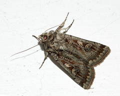 Eugnorisma atrabaelbops