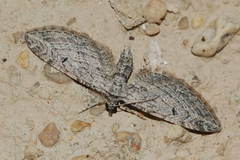 Eupithecia parallelaria