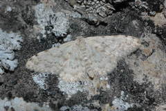 Glossotrophia sacraria