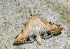 Heliothis nubigera