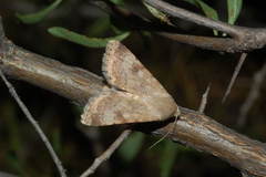 Heliothis nubigera