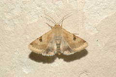 Heliothis peltigera