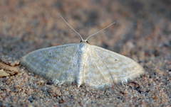 Idaea ossiculata