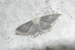 Idaea ossiculata