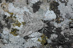 Lithostege excelsata