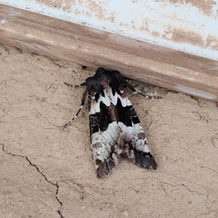 Phlogophora albovittata